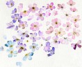 /album/fenykepgaleria/large-41-jpg/
